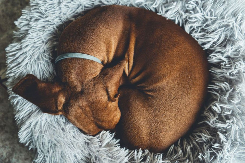 Dog curled up on furry dog bed